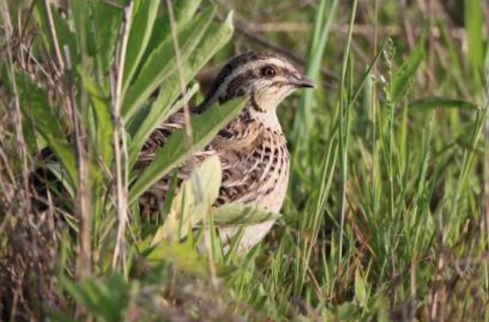 高温天气养殖风险大吗,夏天养鹌鹑需要注意什么