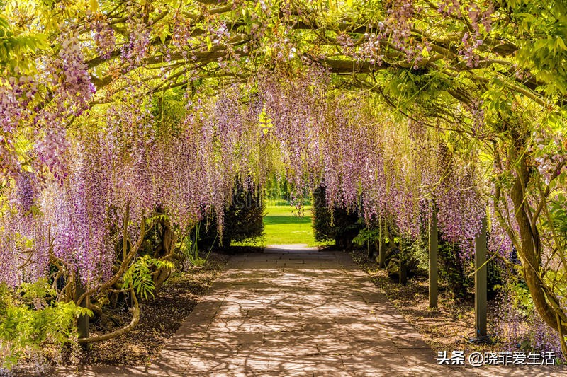 爬墙种植物大全,爬墙类绿植家种