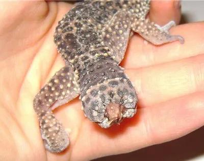 养守宫的乐趣是什么,如何跟守宫培养感情