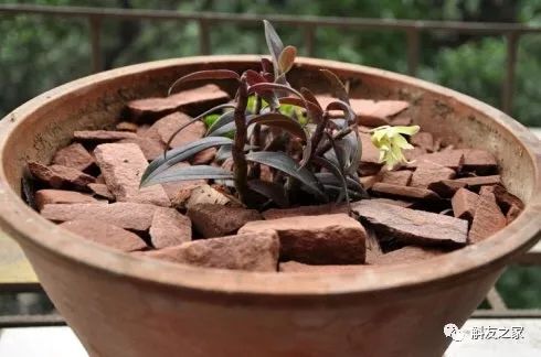 石斛兰烂根全部腐烂怎么办,石斛兰花烂根要怎么挽救