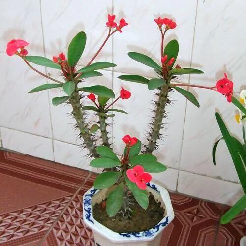 家养虎刺梅,如何养护才好?正确方法在这里。