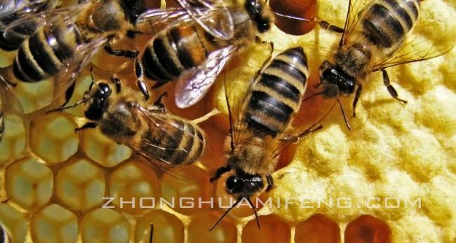 谈科学论科学,喂糖浆小妙招