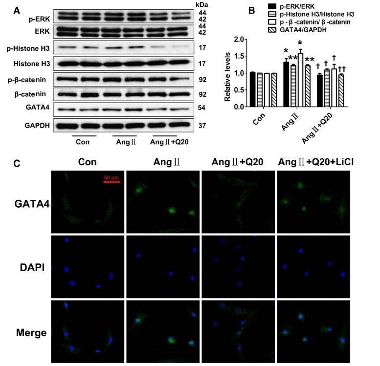 槲皮素对治疗肺部疾病有效果吗,槲皮素的抗炎免疫及部分机制研究