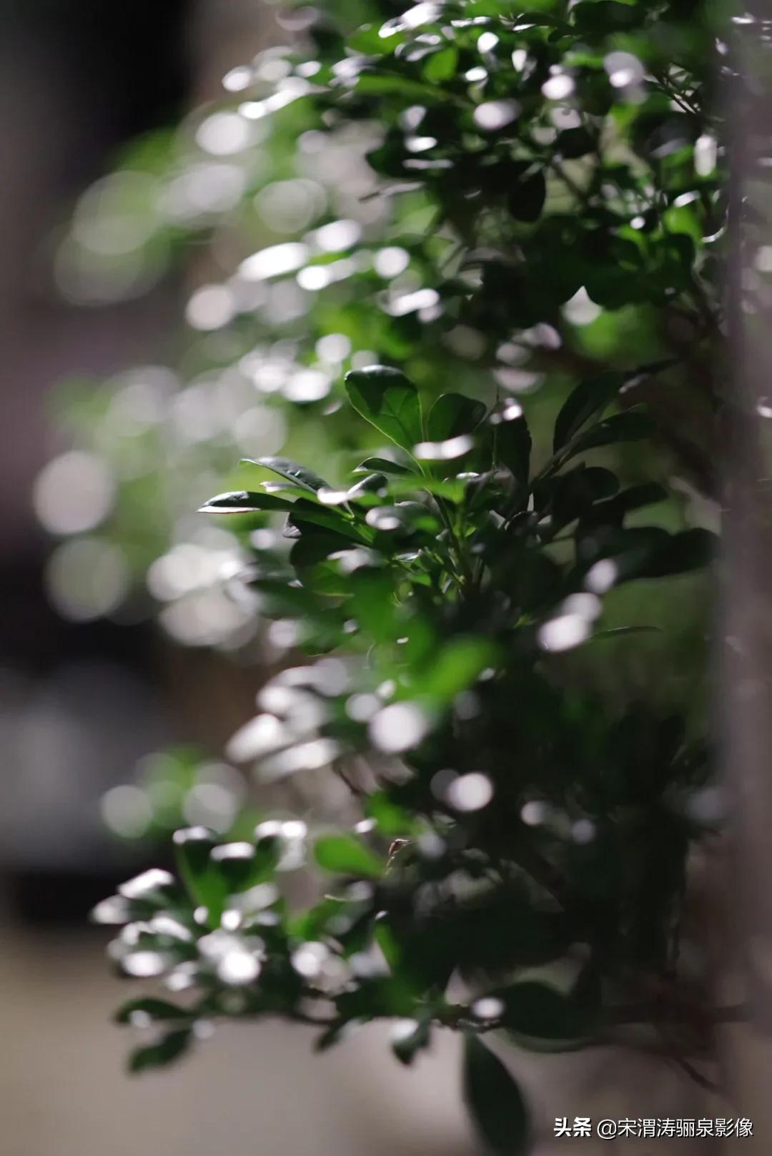 pentax十大经典相机,pentax好吗