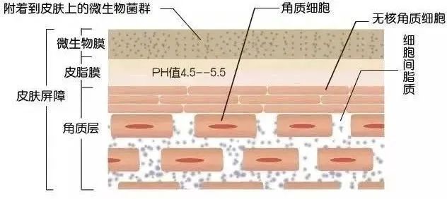 洗脸太用力搓伤角质层,洗脸要不要搓死皮