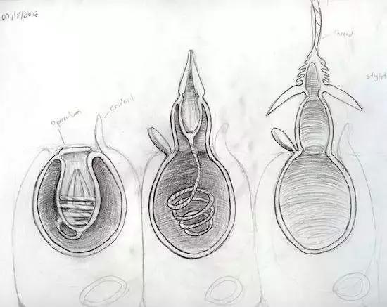 被水母蛰了有事吗,被水母蜇了用尿解毒