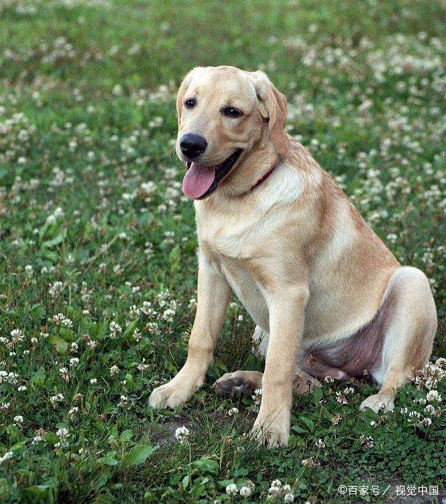 狗粮加自制狗粮一起喂好吗,狗粮与自制狗饭一起喂