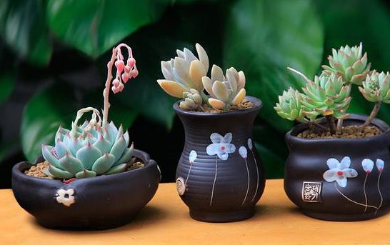 鍙屽煄灏戝効缁樼敾澶ц禌,鍐呮睙澶у崈鏁呴噷涓囧悕鍎跨缁樼敾姣旇禌