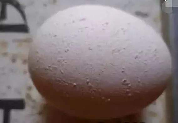 蛋鸡毛色不好的原因,养鸡羽毛发白怎么回事