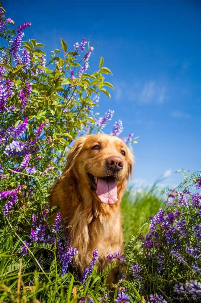 夏天到了养宠家庭必备,夏季来了谨防中暑