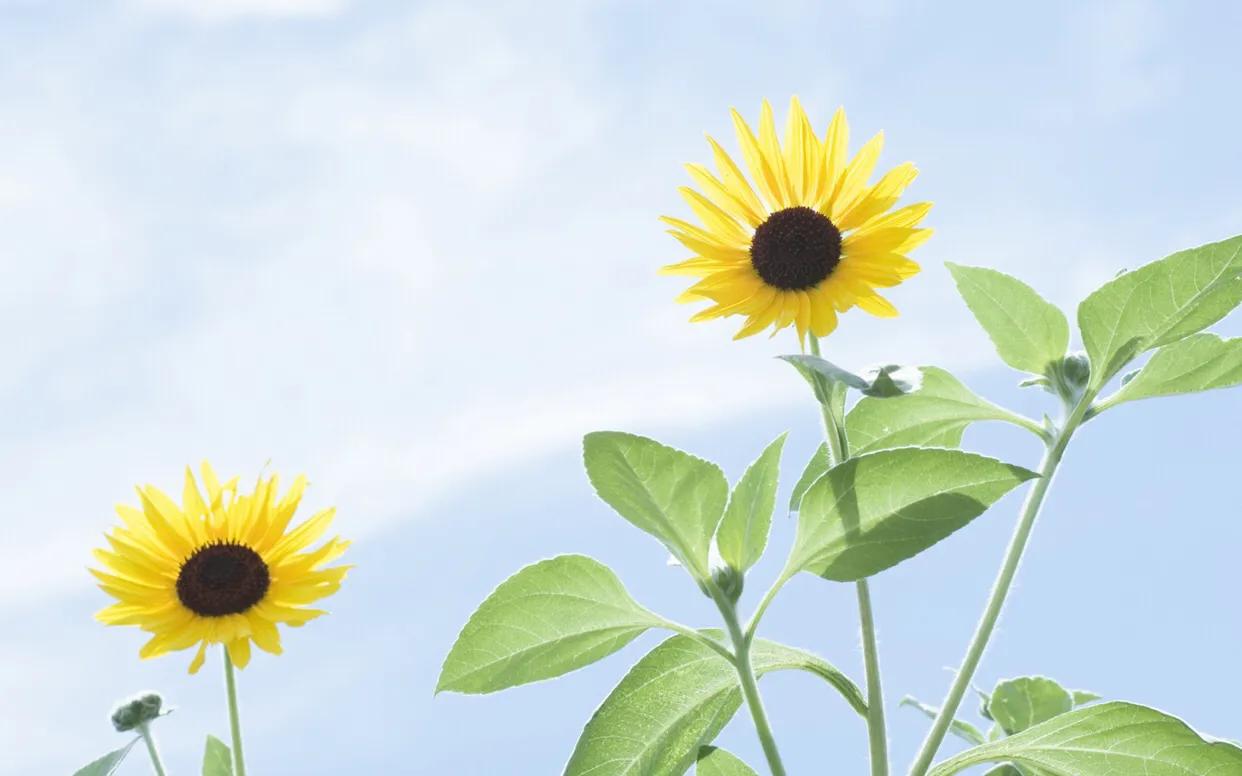 解码青春期的书,解码青春期这本书的读后感