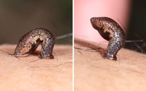 蚂蟥的再生能力有多强,晒干的蚂蟥能复活吗