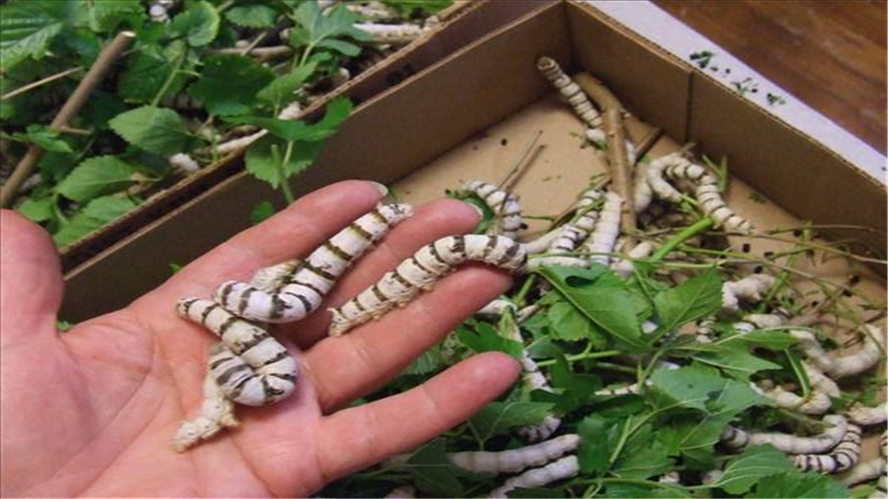 养蚕什么品种的蚕最好,蚕怎样才能增加产丝量