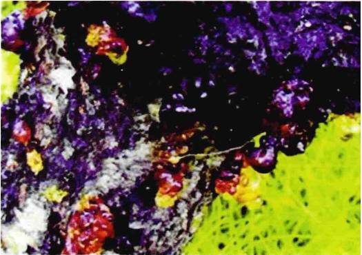 果树流胶病对人体有什么危害,果树得了流胶病用火烧管用吗