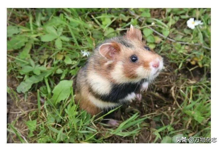 因为人类大量种植玉米，可爱的小动物吃掉了自己的孩子