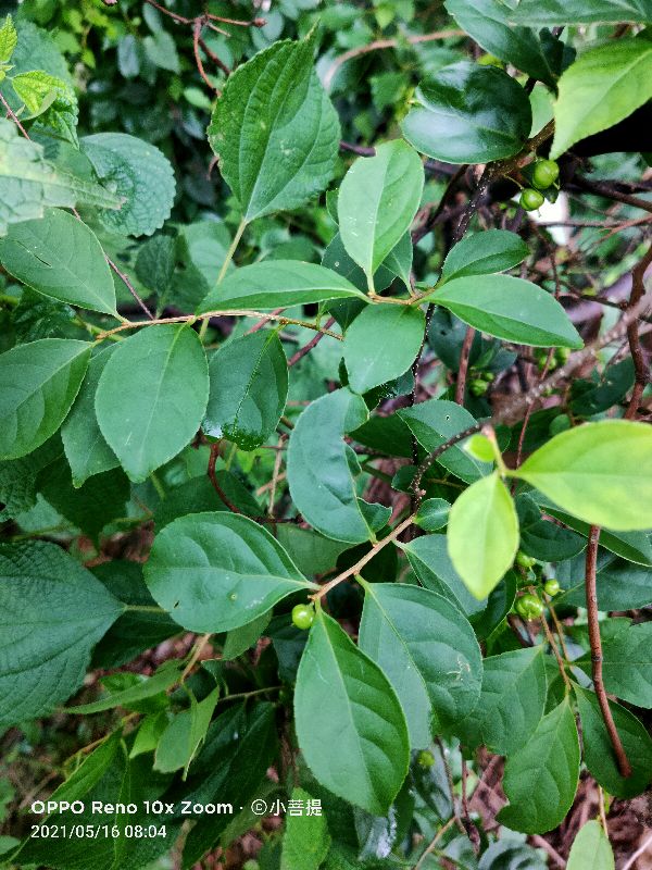 像蟒蛇一样的树,在丛林里看到了一条大蟒蛇