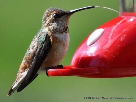 侏罗纪恐龙模型霸王龙,霸王龙恐龙骨架模型可变换原型