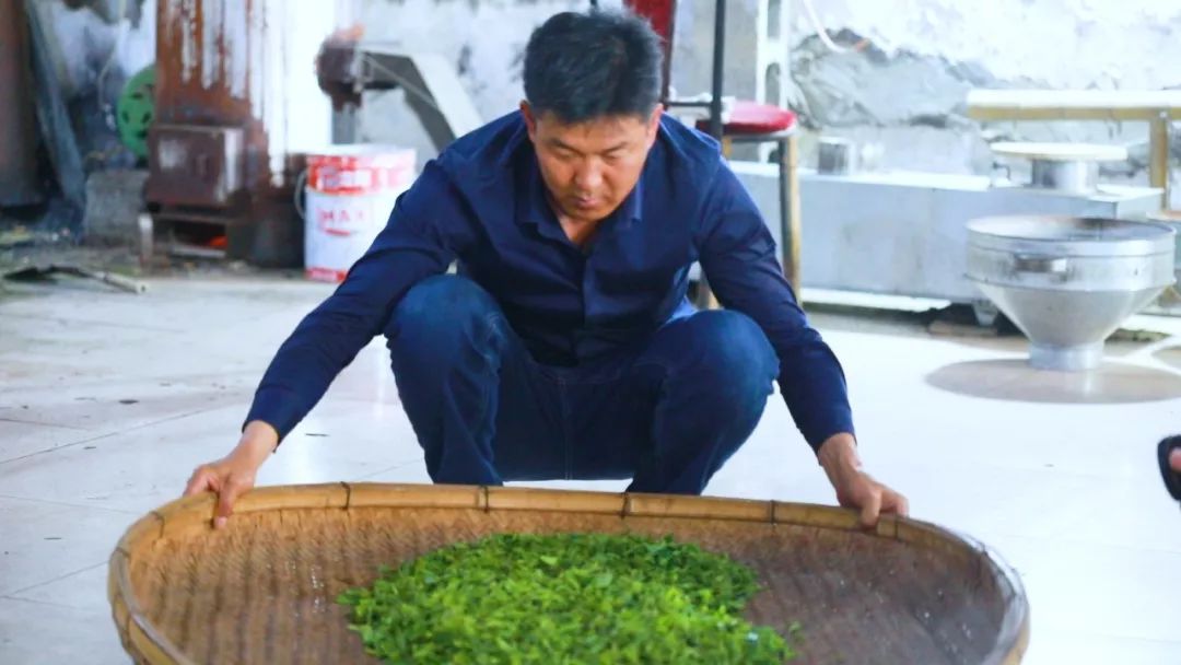 崂山胡孝林茶叶,崂山茶绿茶都有哪几种