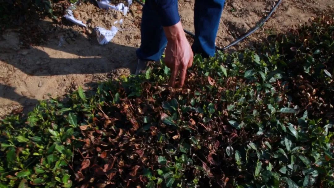 崂山胡孝林茶叶,崂山茶绿茶都有哪几种