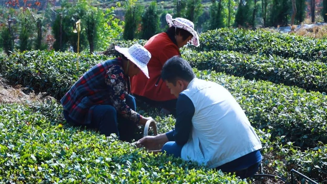 崂山胡孝林茶叶,崂山茶绿茶都有哪几种