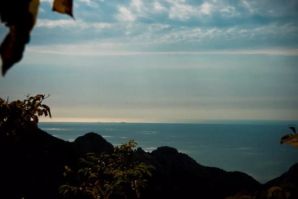 崂山胡孝林茶叶,崂山茶绿茶都有哪几种