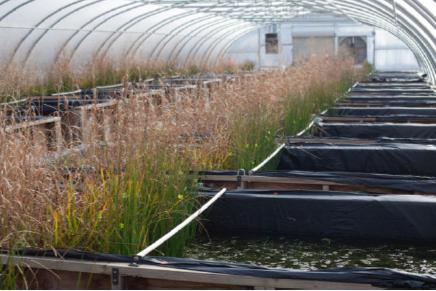 看起来很美的纳米科技也是双刃剑，或会使藻类“大爆发”