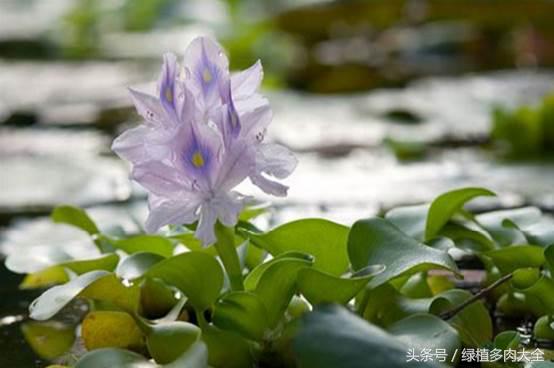 水葫芦花有密的吗,白色水葫芦花