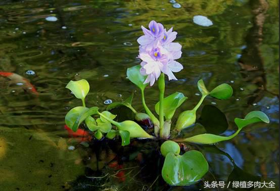 水葫芦花有密的吗,白色水葫芦花