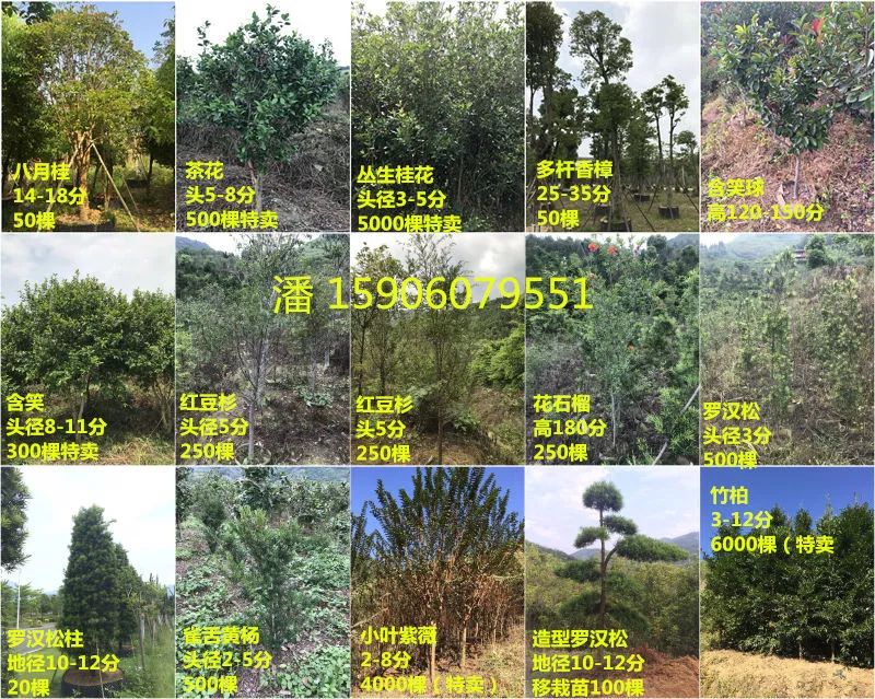 植物图鉴城市常见景观树,路边常见的植物