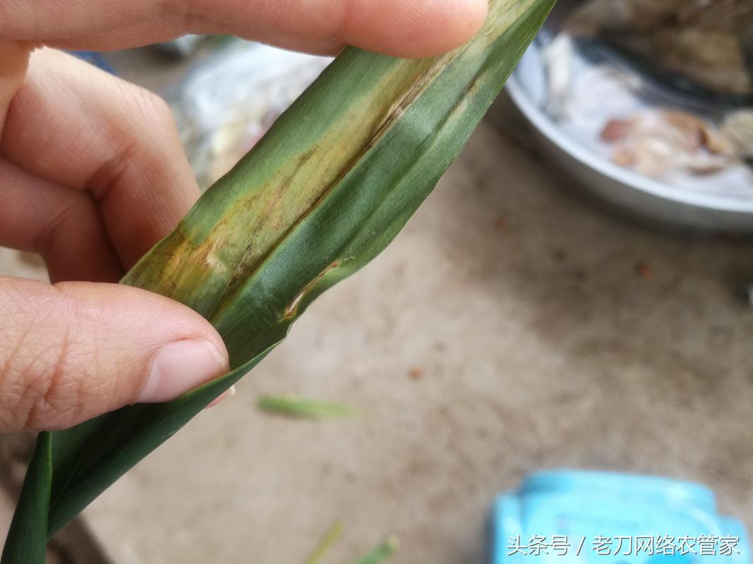 生姜黄叶干叶用什么药治,生姜种植卷叶死棵用什么药