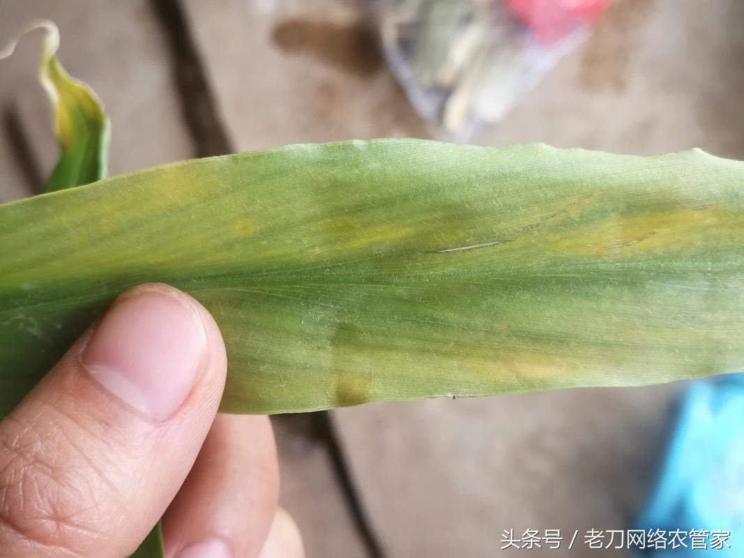 生姜黄叶干叶用什么药治,生姜种植卷叶死棵用什么药