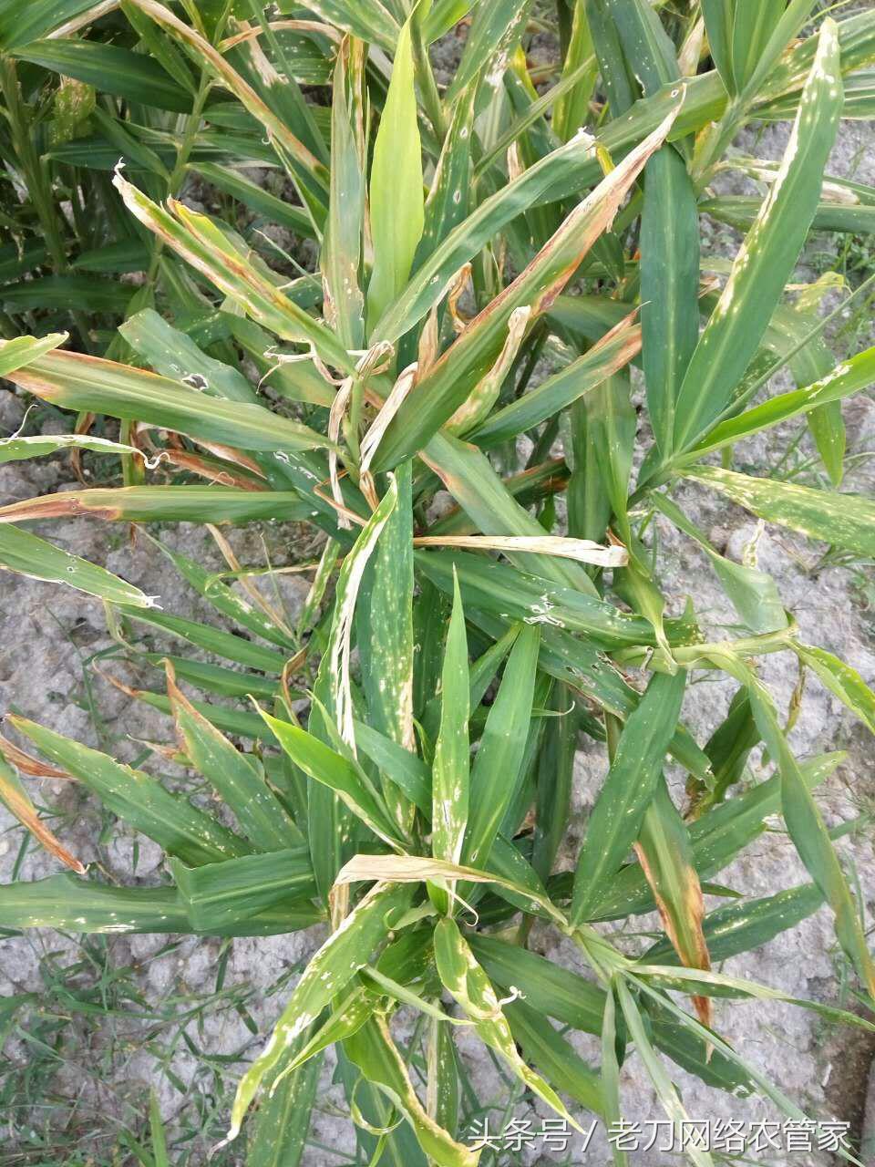 生姜黄叶干叶用什么药治,生姜种植卷叶死棵用什么药