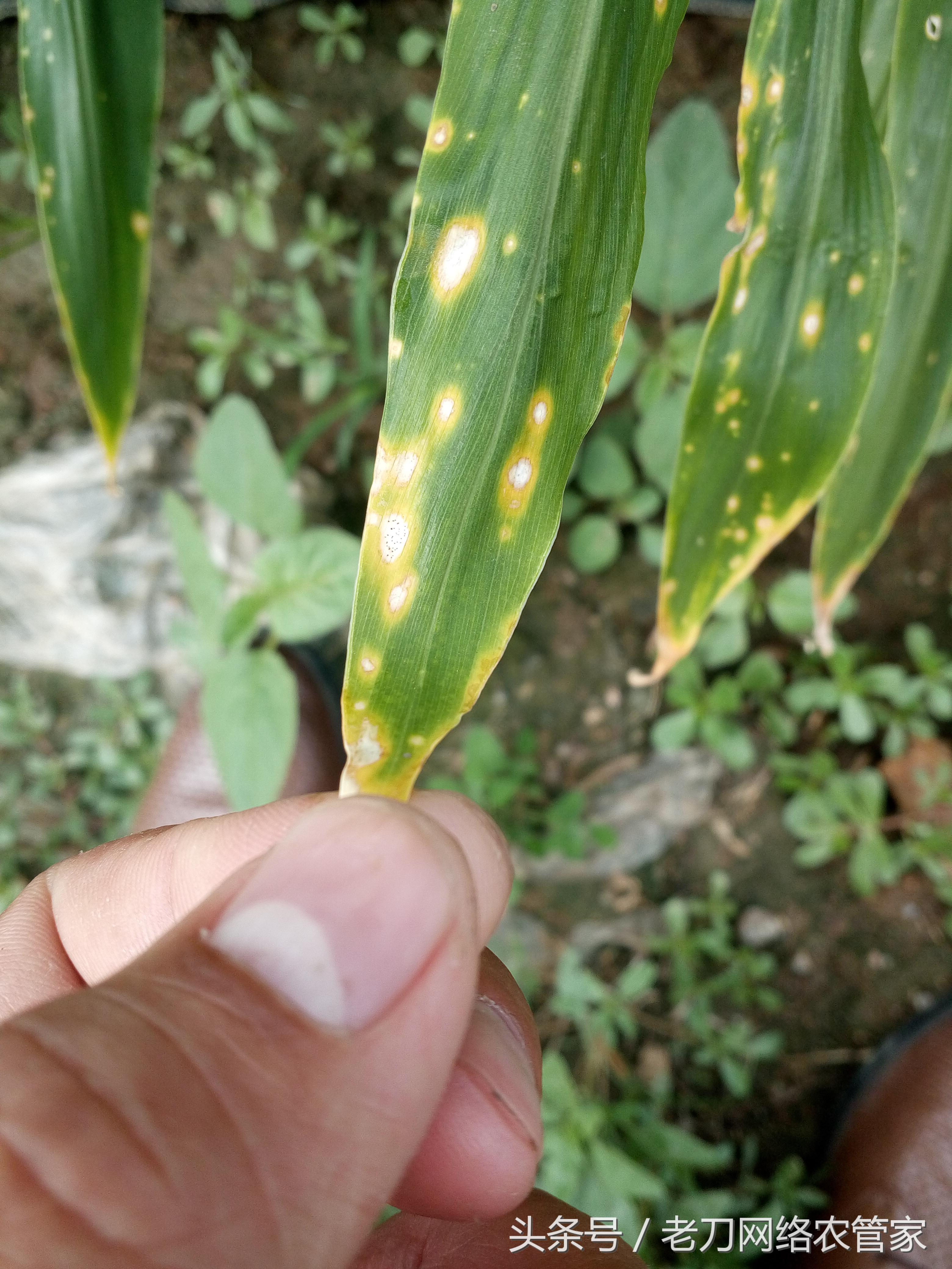 生姜黄叶干叶用什么药治,生姜种植卷叶死棵用什么药