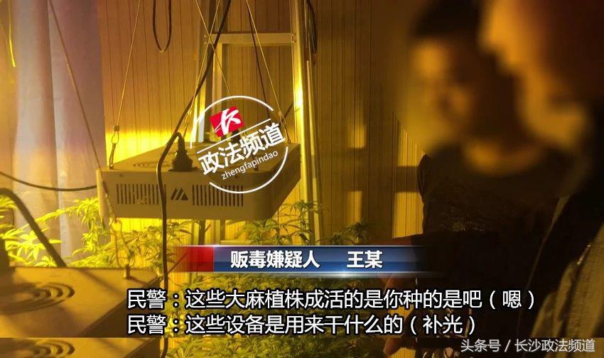 警方查处非法种植毒品,长沙市公安局破获特大大麻种植案