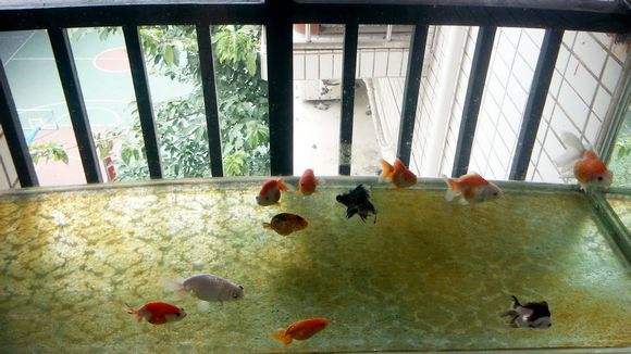 金鱼兰花的养殖方法和注意事项,鹤顶红金鱼的养殖方法和注意事项