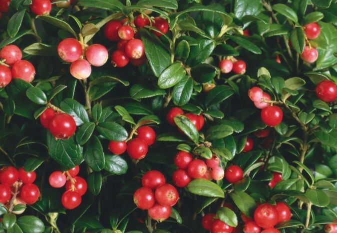 真正的维生素C之王是这四样，猕猴桃弱爆了