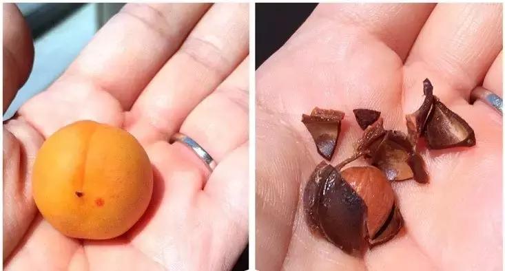 水果核丢花盆发芽了,水果籽呛到肺里去发芽了