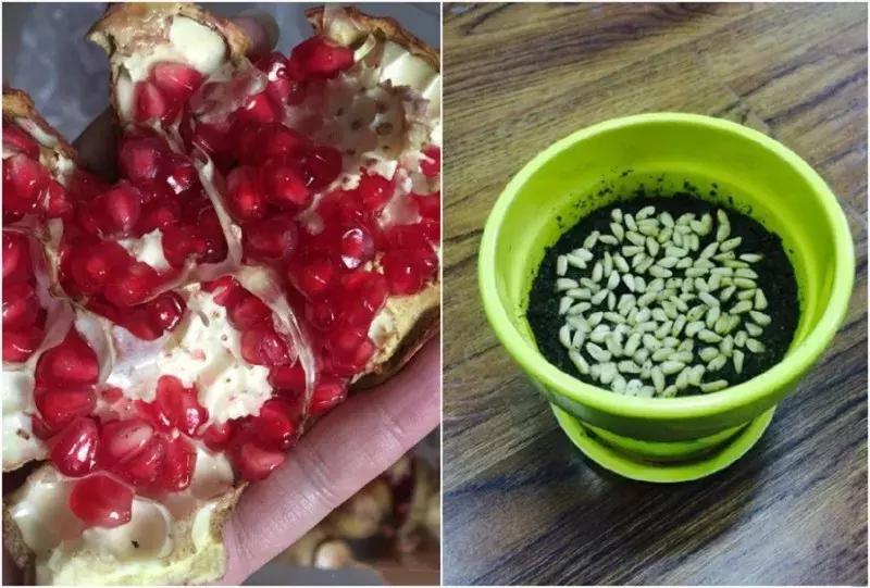 水果核丢花盆发芽了,水果籽呛到肺里去发芽了
