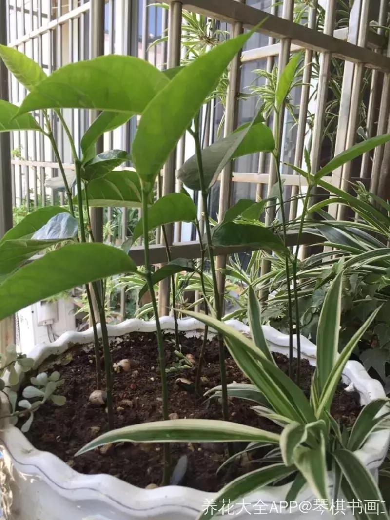 水果核丢花盆发芽了,水果籽呛到肺里去发芽了