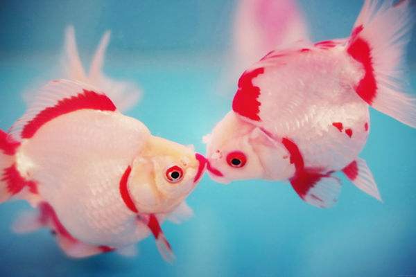 金鱼兰花的养殖方法和注意事项,鹤顶红金鱼的养殖方法和注意事项