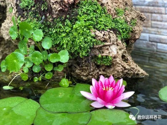 什么花可以在水里养,什么花能在水里养