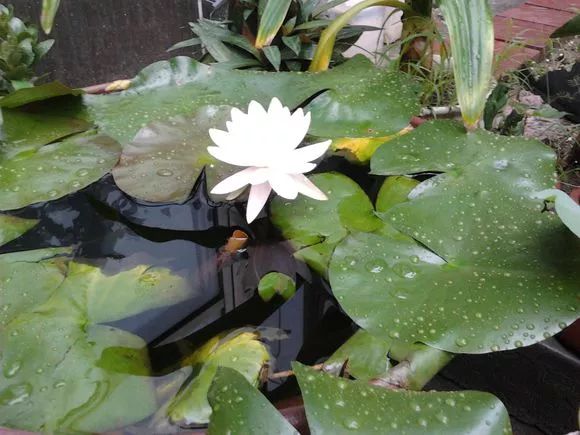 什么花可以在水里养,什么花能在水里养