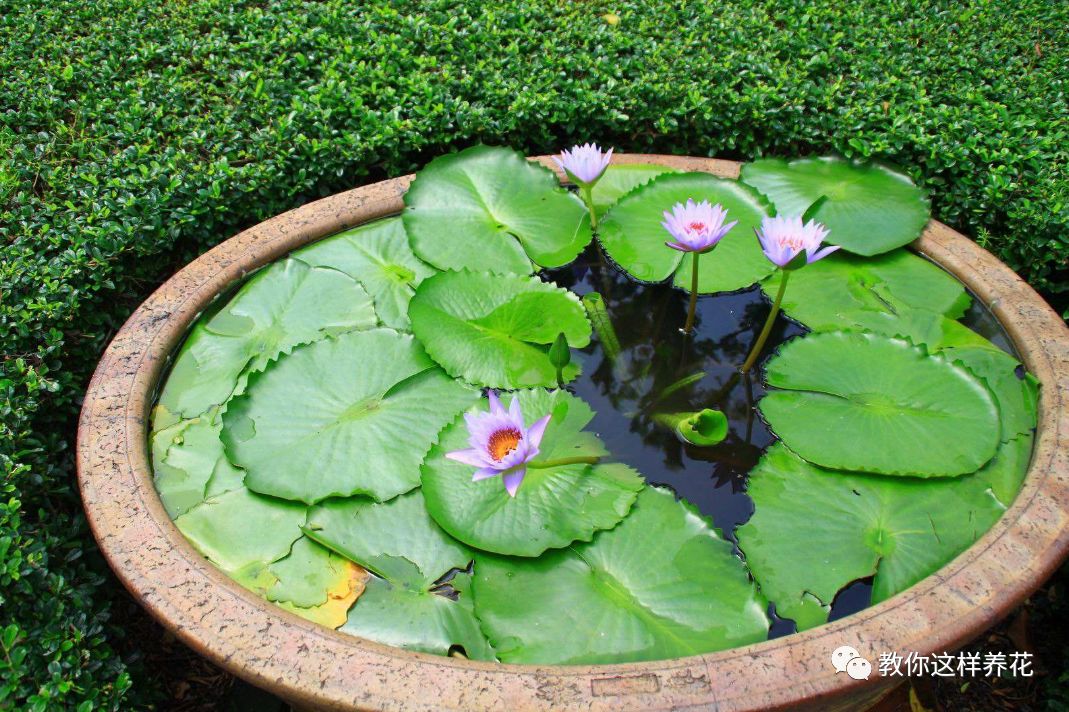 什么花可以在水里养,什么花能在水里养