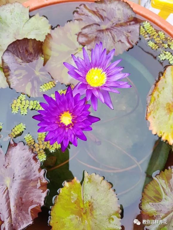 什么花可以在水里养,什么花能在水里养