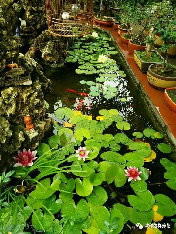 什么花可以在水里养,什么花能在水里养