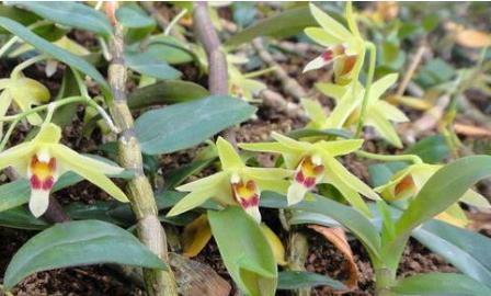 可吃的铁皮石斛种植,铁皮石斛怎么种植深山老林