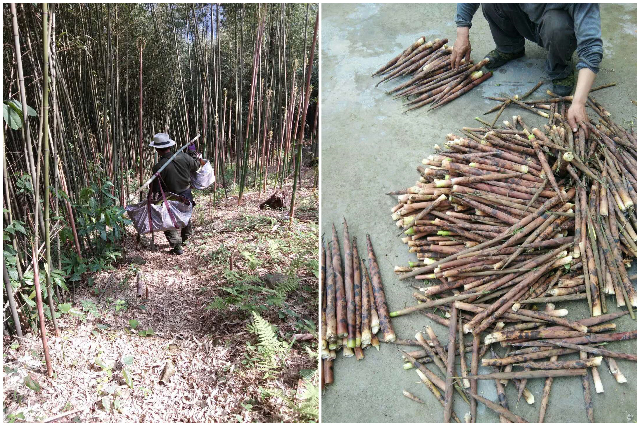 笋中的贝克汉姆，安吉天目山石笋，鲜美无比