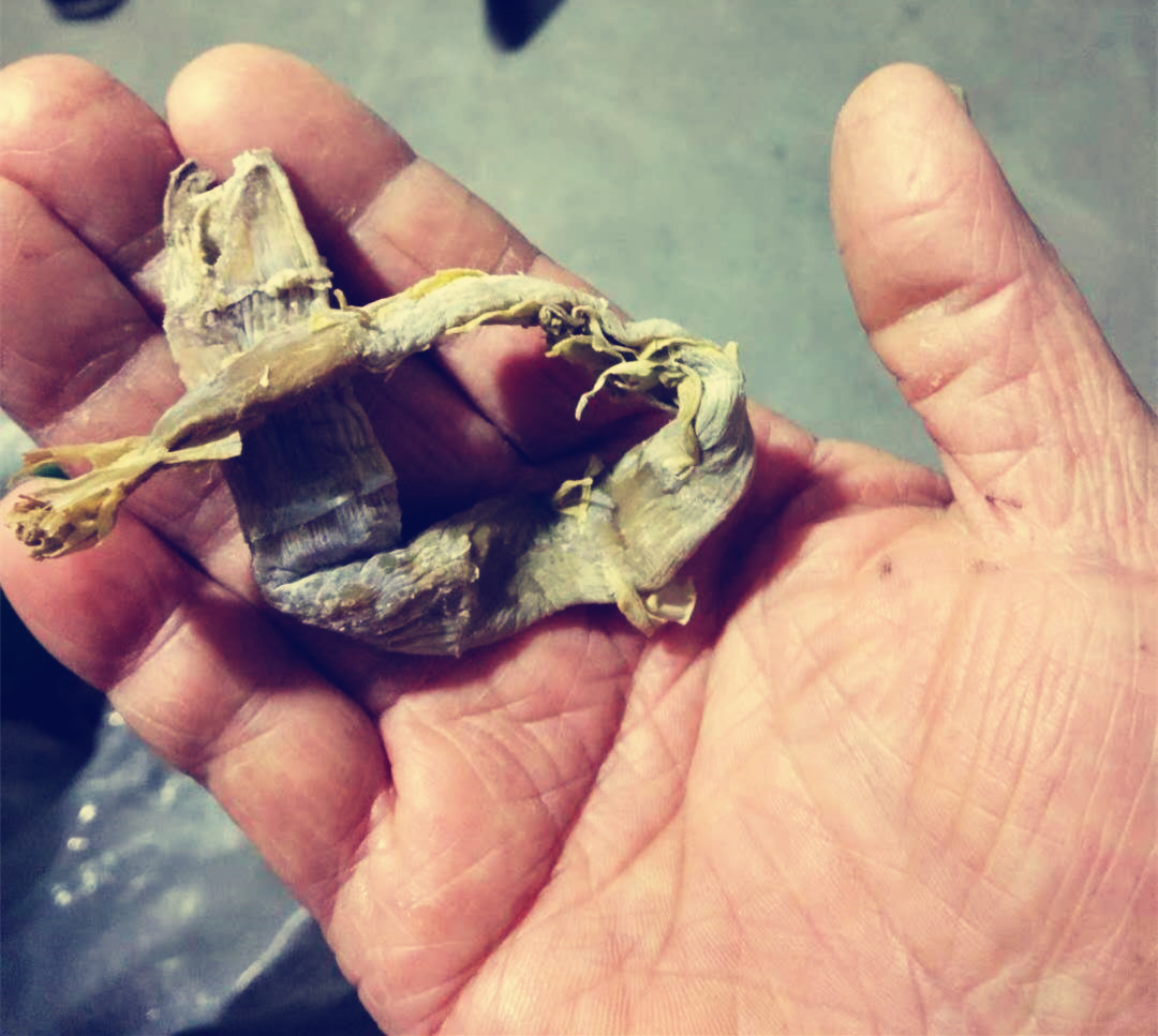 笋中的贝克汉姆，安吉天目山石笋，鲜美无比