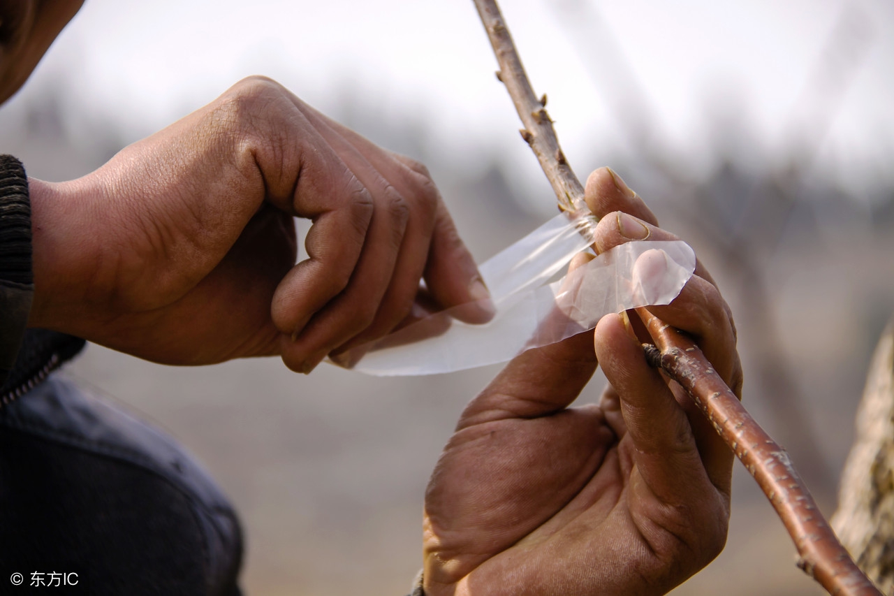 嫁接果树成活率低?老果农手把手教,只需简单5步一看就会!