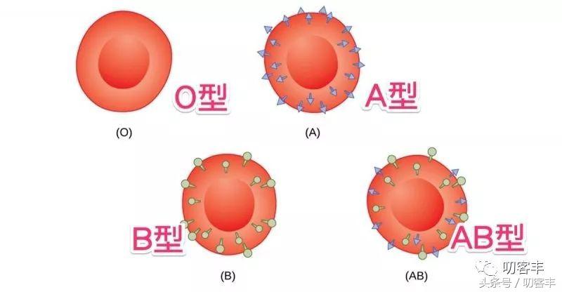 孩子长大后血型会变吗？